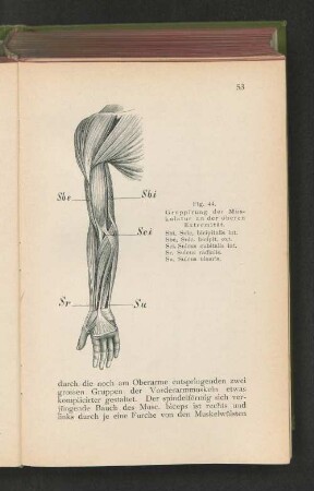 Fig. 44. Gruppierung der Muskulatur an der oberen Extremität.
