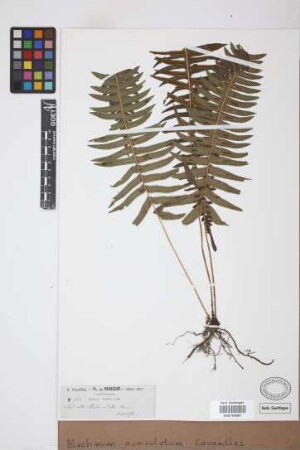 Blechnum auriculatum Cav.