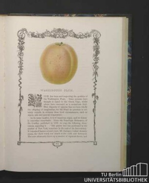 Washington Plum.