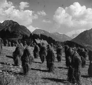 Erntebilder. Heuernte im Gebirge (vielleicht in den Allgäuer Alpen). Ansicht mit Heu auf Trockengestellen