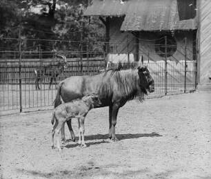 Streifen-Gnu mit sechstägigem Kalb (Connochaetes taurinus Burch.) : Breslau (Wroclaw/Polen). Zoologischer Garten. Streifen-Gnu mit sechstägigem Kalb (Connochaetes taurinus Burch.)