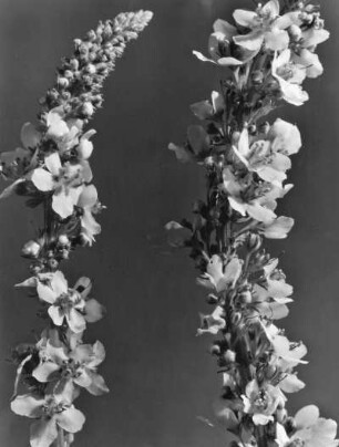 Schwarze Königskerze (Verbascum nigrum), Pflanzenart aus der Gattung der Königskerzen (Verbascum)