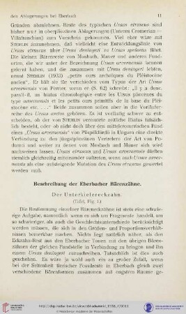 Beschreibung der Eberbacher Bärenzähne