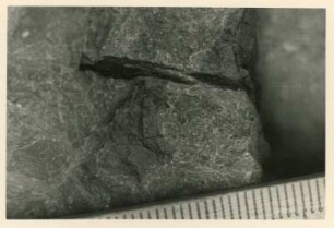 Bohrkern der Tiefenbohrung Freital (F 9), Teufe (Tiefe im Bergwerk) 249,50-254,70 m, 20 cm (?) vor Krone. Niederhäslich-Schweinsdorf Formation. Rest eines Kleinsauriers im sandigen Pelit. Bannewitz-Boderitz, Bohrpunkt südlich des letzten Hauses, östlich der Straße zum Marienschacht