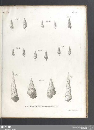Coquilles fossiles des environs de Paris. Pl. X