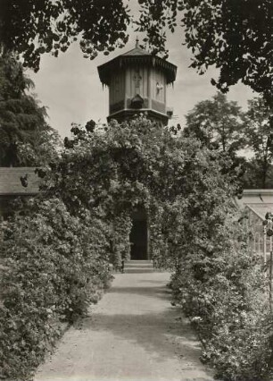 Dresden. Schloss Eckberg. Rosengänge