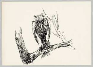 [Großer Vogel]