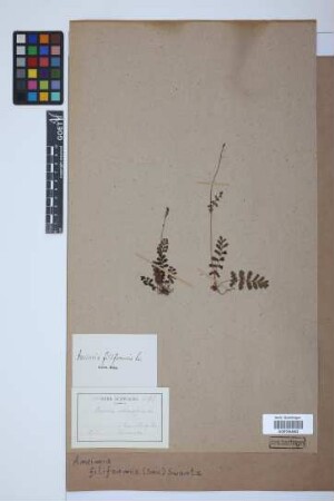 Anemia filiformis (Sav.) Sw.
