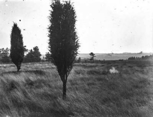 Lüneburger Heide : Blick über die Lüneburger Heide bei Wilsede