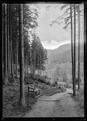 Thüringer Wald bei Ilmenau
