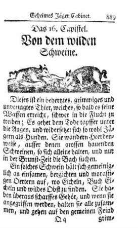 Das 16. Capitel. Von dem wilden Schweine.