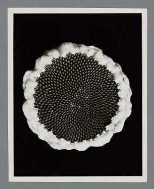 Sonnenblume, Blütenboden mit Samen (Helianthus annuus)