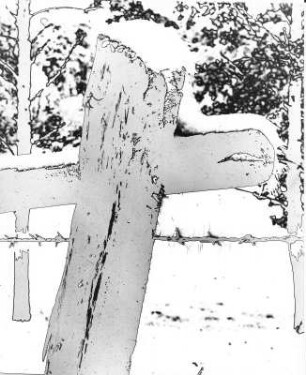 Experimentelle Fotografie von Germin 1972. Verfremdung einer Waldaufnahme mittels starker Überbelichtung (Solarisation)