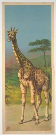 Plakat: Giraffe in der Savanne
