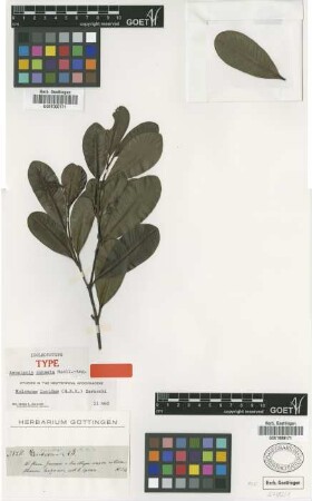 Ambelania cuneata Muell.Arg. [isolectotype]
