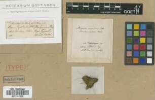 Brachymenium nepalense Hook. [type]