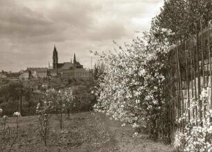Meißen. Burgberg mit Albrechtsburg und Dom. Blick von der Sankt Martinskirche