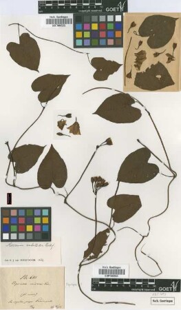 Ipomoea micans Garcke [type]