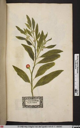 Corallen-Baum. Strychnodendros.