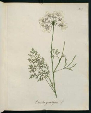 Caucalis grandiflora L.