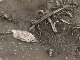 Europa. Fluss-Seeschwalbe (Sterna hirundo), 14 Tage alter Jungvogel im Wasser sich drückend