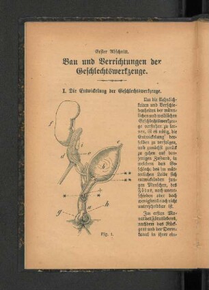 Erster Abschnitt. Bau und Verrichtungen der Geschlechtswerkzeuge.