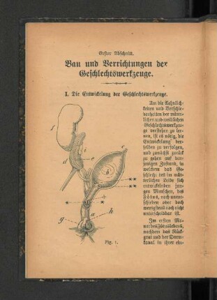 Erster Abschnitt. Bau und Verrichtungen der Geschlechtswerkzeuge.