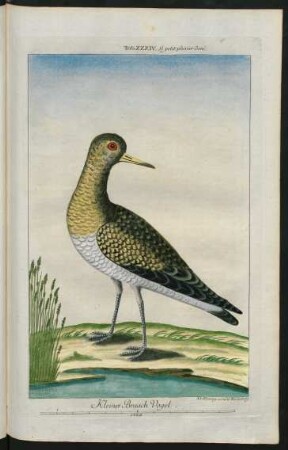Kleiner Braach Vogel