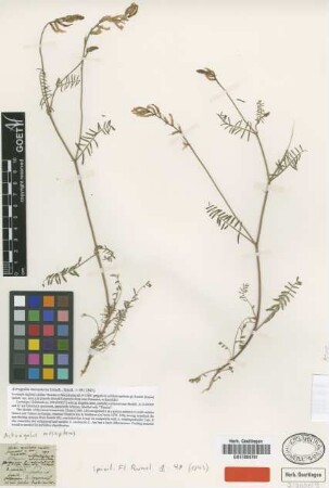 Astragalus mesopterus Griseb. [lectotype]