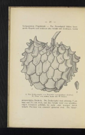 A) Ein Schleimapfel von Duguetia marcgrafina (Beriba). B) Einer von seinen mehr wie 60 Samen.