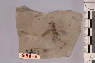 Bockkäfer (Cerambycidae)