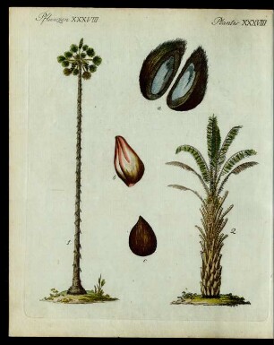 Palmen-Arten.