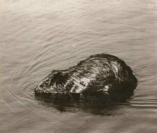 Biber (Castor fiber L.), im flachen Wasser ruhend