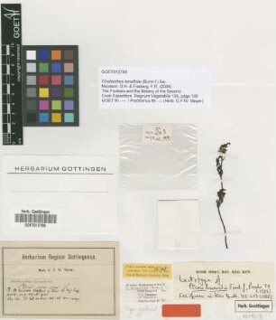 Pteris humilis G.Forst. [lectotype]