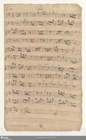 Viola.