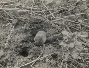 Feldmaus (Microtus arvalis PALL.), im Begriff einzufahren