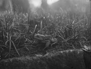 Erdkröte : Erdkröte (Bufo bufo Linnaeus).