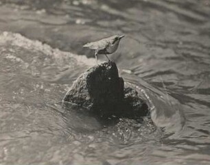 Wasseramsel (Cinclus cinclus L. ) auf auf einem Stein
