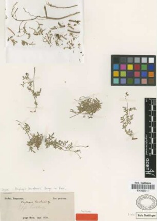 Oxytropis heratensis Bunge in Boiss. [syntype]