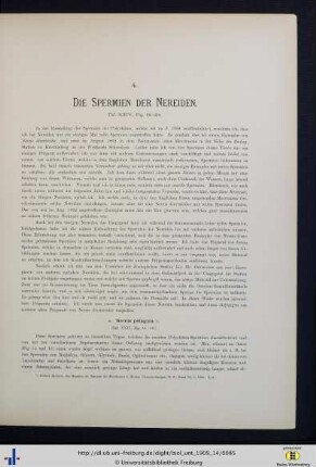Die Spermien der Nereiden.