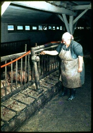 Umgebauter Maststall für ca. 400 Schweine