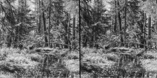 Im Wald : Bachlauf im Wald des Białowieża-Nationalpark.