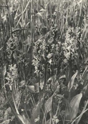 Breitblättriges Knabenkraut (Dactylorhiza majalis), auch Breitblättrige Fingerwurz