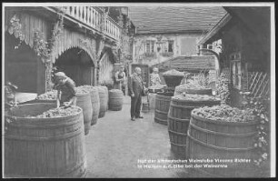 Meißen. Vincenz Richter,Weinlese