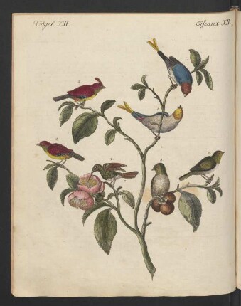 Die kleinsten Vögel.