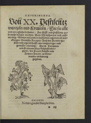 Experimenta. Von XX. Pestilentzwurtzeln und Kreutern