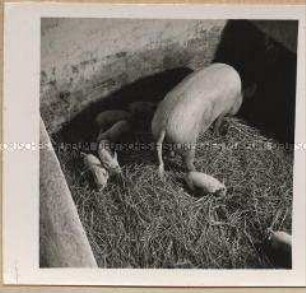 Hinsdorf, Landwirtschaftlicher Betrieb Schwertfeger