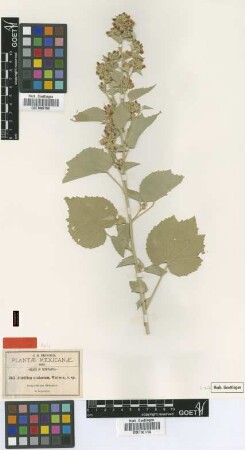 Abutilon malacum S.Watson [syntype]