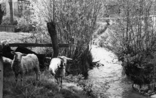 Triebischtal-Garsebach. Schleif- oder Mittelmühle, Mühlgraben bei der ehem. Scheune