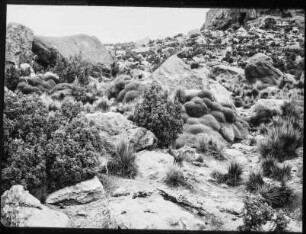 Blockflur-Vegetation aus der andinen Region des Cerro Azanaque